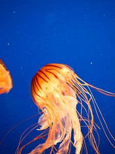 Превью обои медуза, щупальца, море, подводный мир