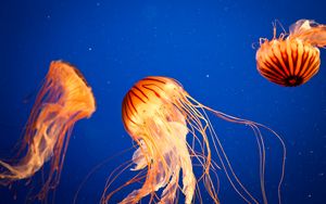 Превью обои медуза, щупальца, море, подводный мир