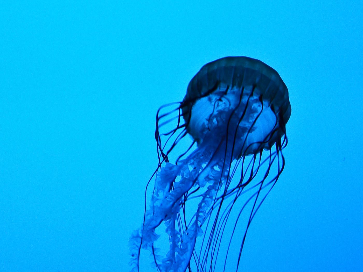 Из воды с глубины 5 м. Медуза под водой. Медуза без щупальцев. Пономарев медуза. Водные щупальца.