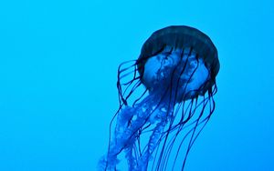 Превью обои медуза, щупальца, под водой, вода, глубина