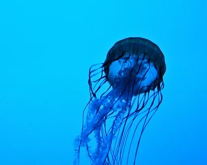 Превью обои медуза, щупальца, под водой, вода, глубина
