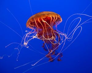 Превью обои медуза, щупальца, подводный, синий