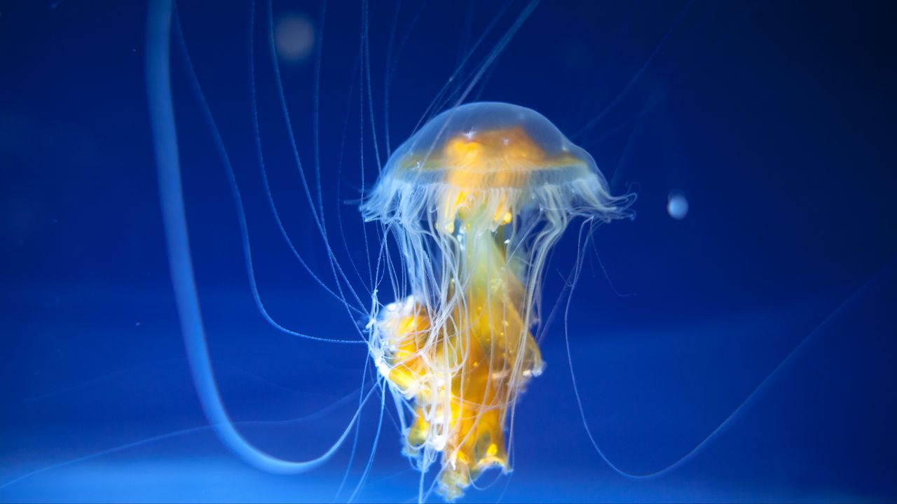 Обои медуза, щупальца, подводный мир, океан, аквариум