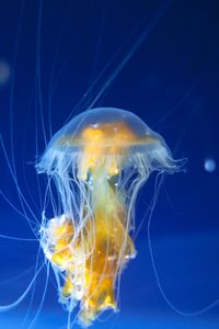Превью обои медуза, щупальца, подводный мир, океан, аквариум