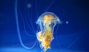 Превью обои медуза, щупальца, подводный мир, океан, аквариум