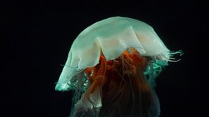 Превью обои медуза, щупальца, подводный мир, темный