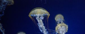 Превью обои медуза, щупальца, подводный мир, синий фон