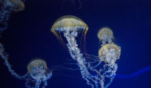 Превью обои медуза, щупальца, подводный мир, синий фон