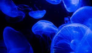Превью обои медуза, щупальца, подводный мир, синий, темнота