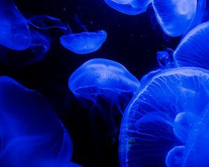 Превью обои медуза, щупальца, подводный мир, синий, темнота