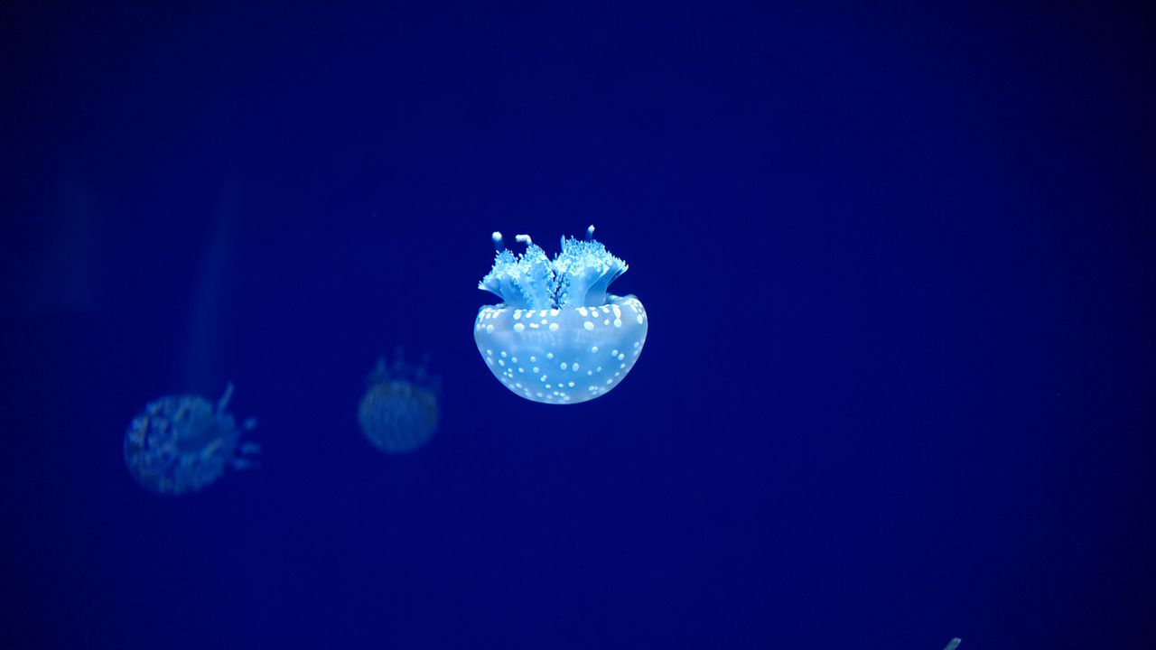 Обои медуза, щупальца, подводный мир, синий, свечение