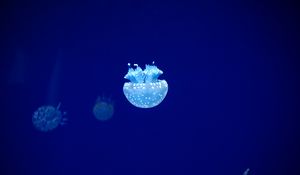 Превью обои медуза, щупальца, подводный мир, синий, свечение