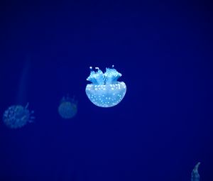 Превью обои медуза, щупальца, подводный мир, синий, свечение