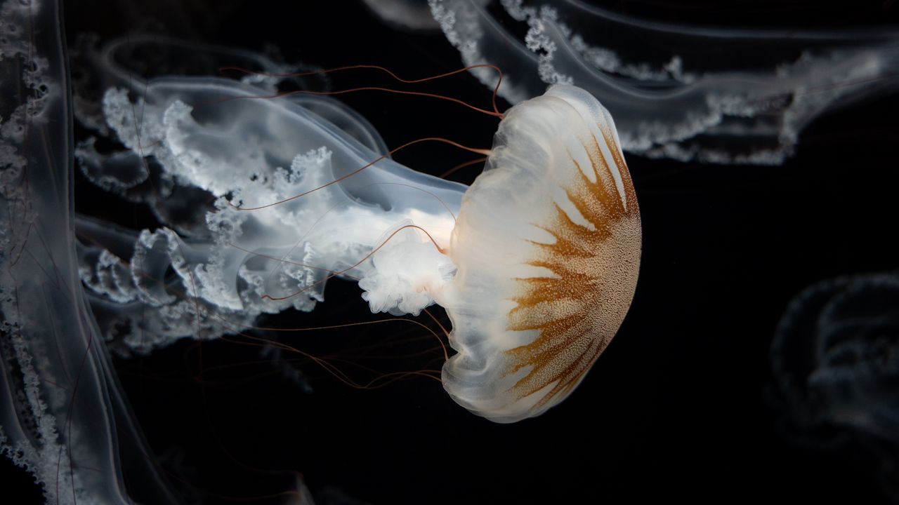 Обои медуза, щупальца, подводный мир, темнота