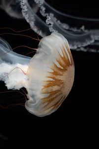 Превью обои медуза, щупальца, подводный мир, темнота