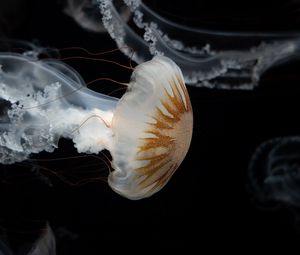 Превью обои медуза, щупальца, подводный мир, темнота