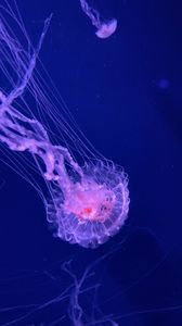 Превью обои медуза, щупальца, прозрачный, вода, подводный
