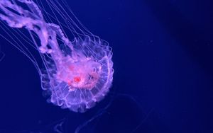 Превью обои медуза, щупальца, прозрачный, вода, подводный