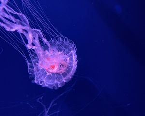 Превью обои медуза, щупальца, прозрачный, вода, подводный