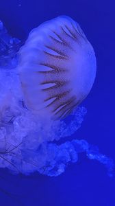 Превью обои медуза, щупальца, синий, темный