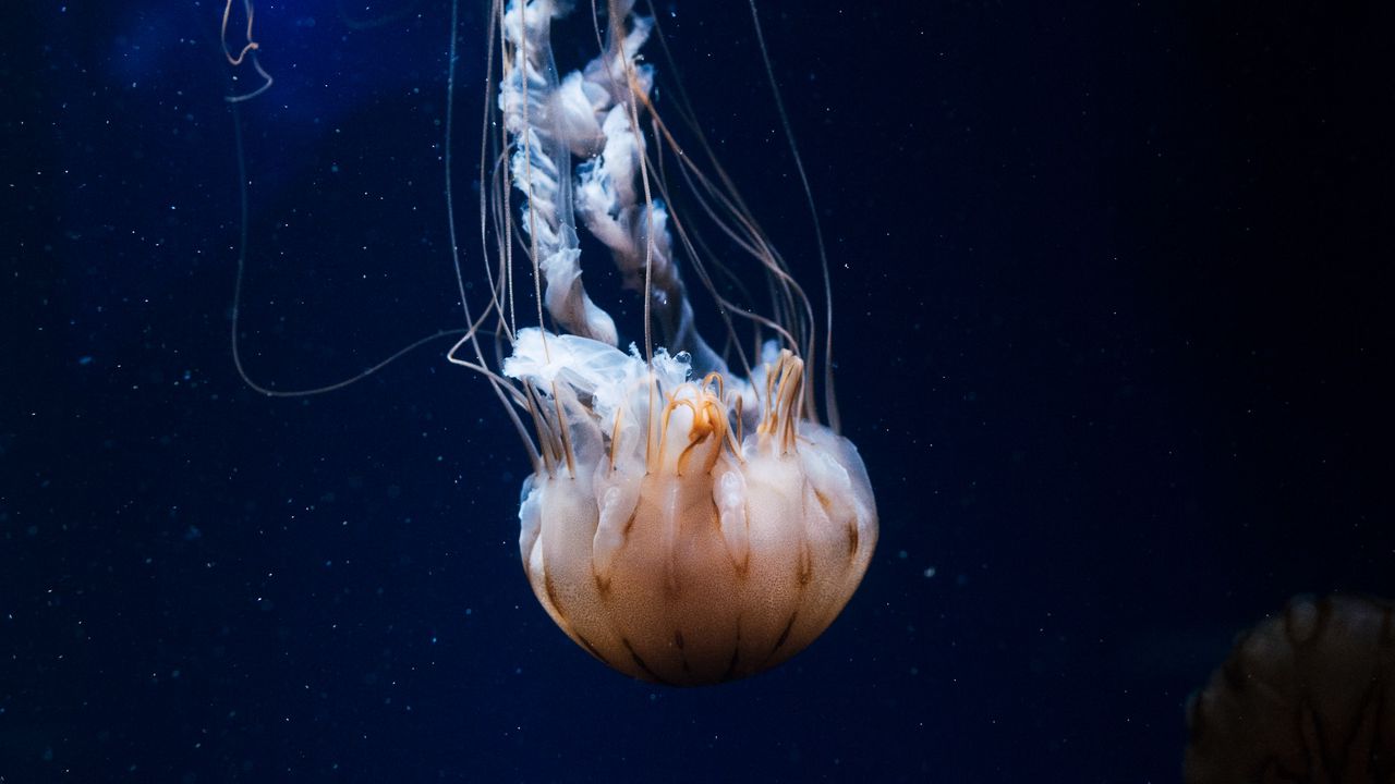 Обои медуза, щупальца, существо, море, под водой