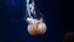 Превью обои медуза, щупальца, существо, море, под водой