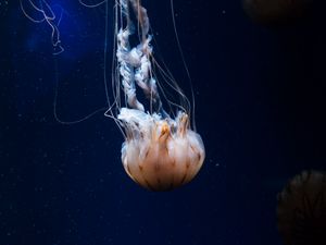 Превью обои медуза, щупальца, существо, море, под водой