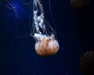 Превью обои медуза, щупальца, существо, море, под водой