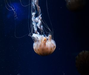 Превью обои медуза, щупальца, существо, море, под водой