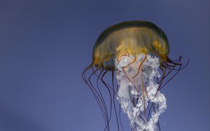 Превью обои медуза, щупальца, существо, под водой, море