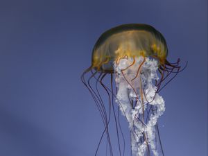 Превью обои медуза, щупальца, существо, под водой, море