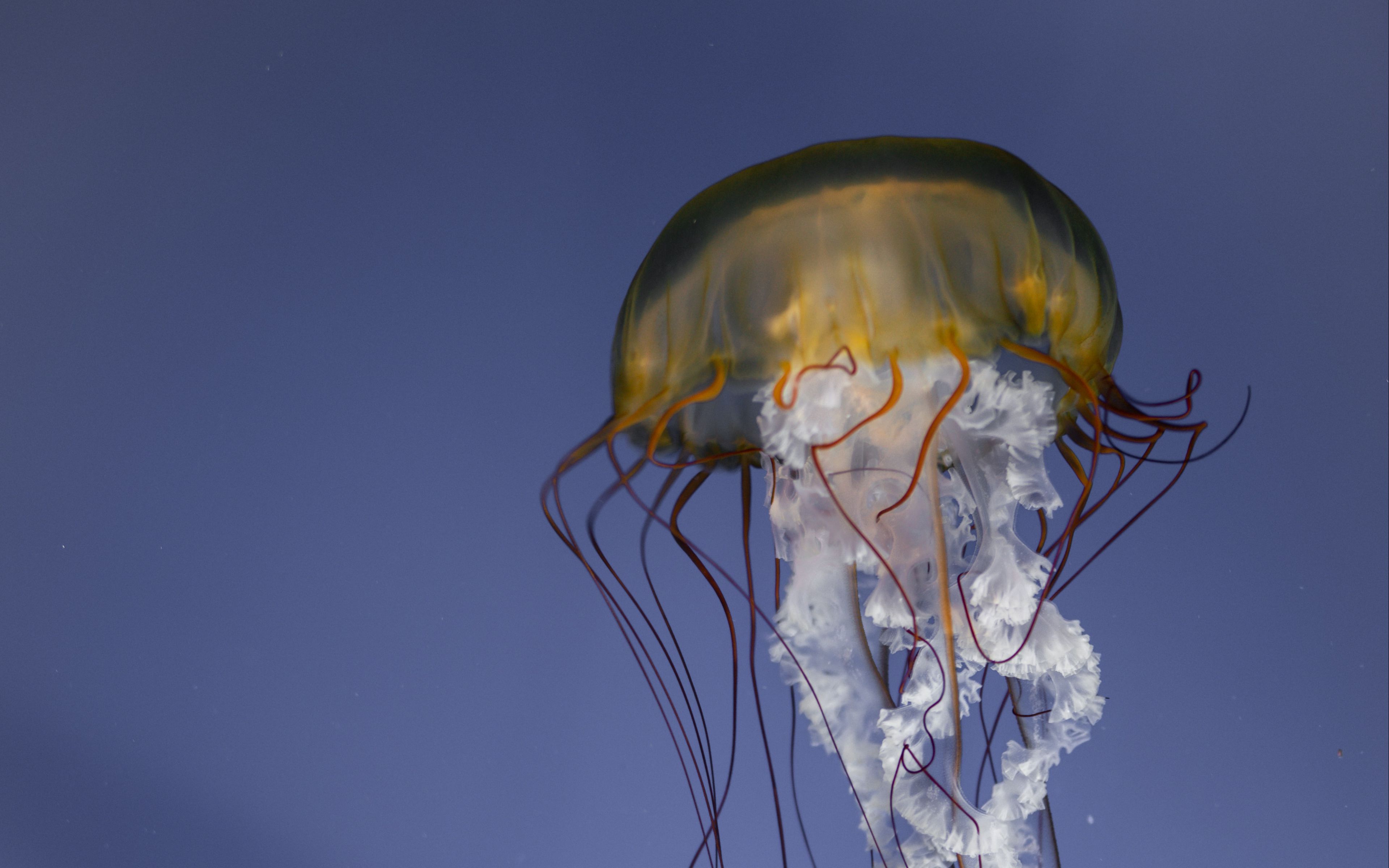 У медузы есть мозги. Медуза парашют. Щупальца медузы. Медузы обои. Медузы без щупалец.