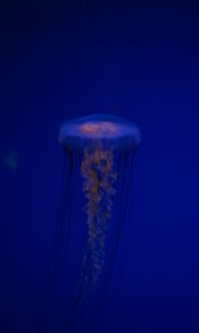 Превью обои медуза, щупальца, существо, синий, под водой