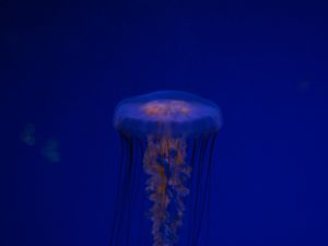 Превью обои медуза, щупальца, существо, синий, под водой