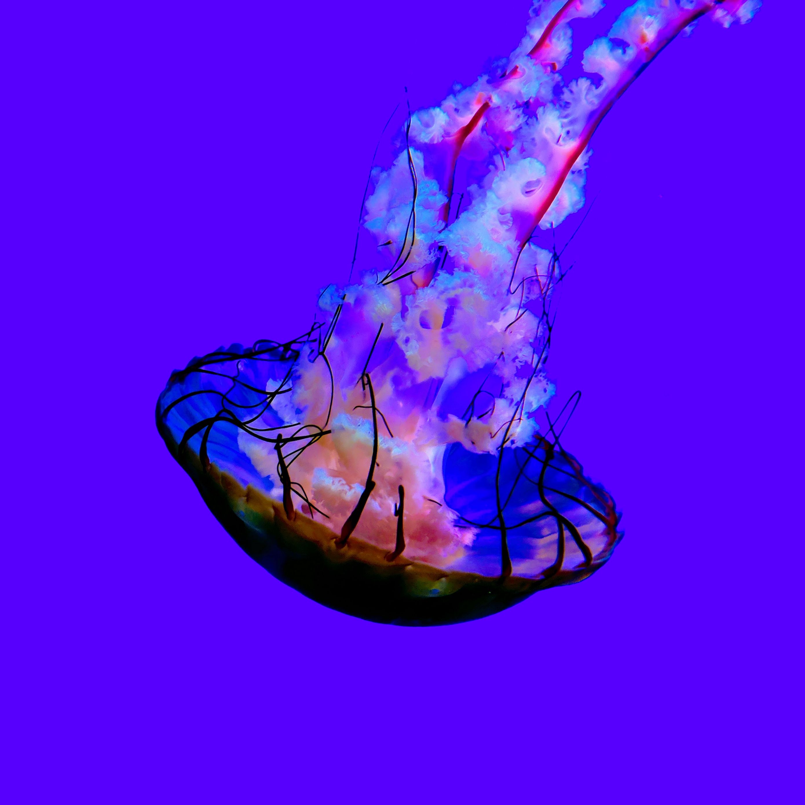 2780x2780 Обои медуза, щупальца, существо, синий