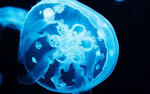 Превью обои медуза, щупальца, свечение, синий