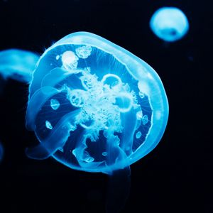 Превью обои медуза, щупальца, свечение, синий