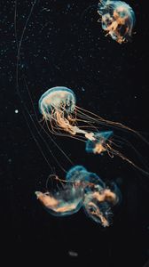 Превью обои медуза, щупальца, вода, красивый, темный