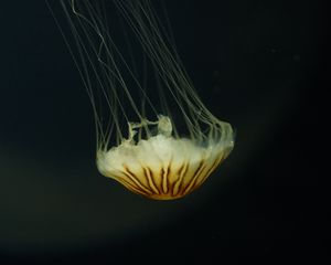 Превью обои медуза, щупальца, вода, под водой, коричневый