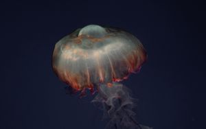 Превью обои медуза, щупальца, животное, под водой, темный