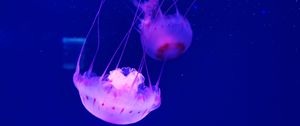 Превью обои медуза, щупальце, красиво, подводный мир, вода