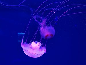 Превью обои медуза, щупальце, красиво, подводный мир, вода