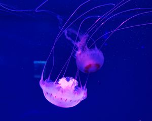 Превью обои медуза, щупальце, красиво, подводный мир, вода