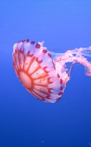 Превью обои медуза, щупальце, красивый, подводный мир