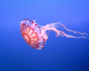 Превью обои медуза, щупальце, красивый, подводный мир