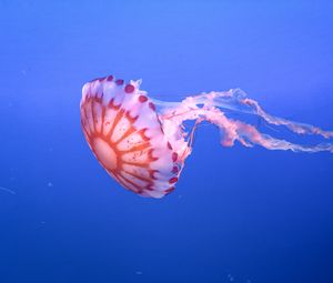 Превью обои медуза, щупальце, красивый, подводный мир