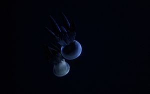 Превью обои медуза, щупальце, темный