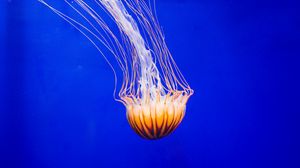 Превью обои медуза, щупальце, вода, красивый, подводный мир