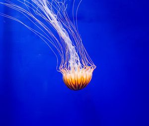 Превью обои медуза, щупальце, вода, красивый, подводный мир