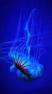 Превью обои медуза, щупальце, вода, красивый, синий